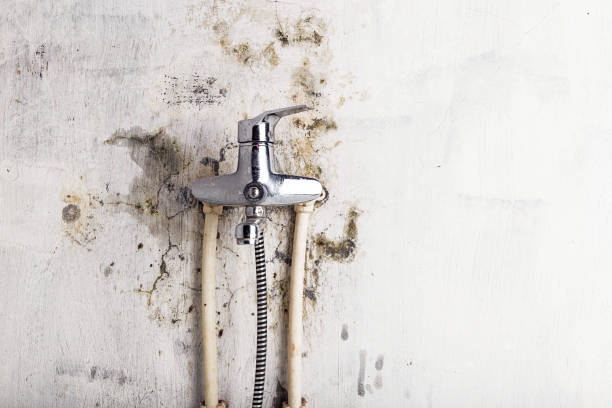 Best Basement Mold Remediation in Tyhee, ID