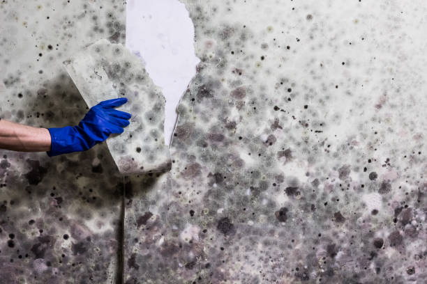 Best Emergency Mold Remediation in Tyhee, ID